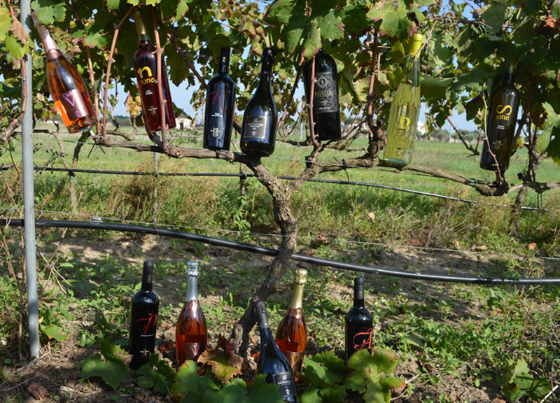 Salento, vendemmia a ritmo di pizzica Salento, vendemmia a ritmo di pizzica