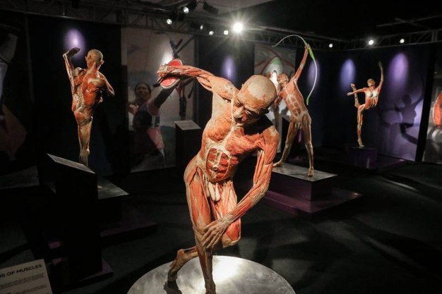 Real Bodies, 20mila visitatori nei primi 9 giorni e un chilometro di fila