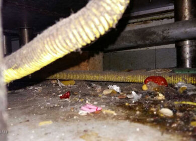 Blitz in centro, un ristorante e un supermercato chiusi per blatte e topi