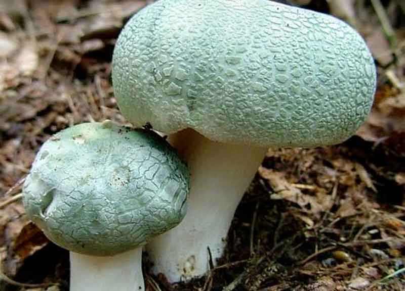 Il piacere dei funghi in mostra all’Arancera: il knowhow per gustarli a tavola