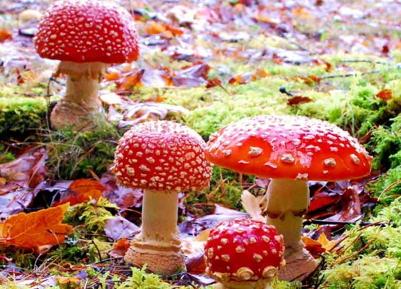 Il piacere dei funghi in mostra all’Arancera: il knowhow per gustarli a tavola