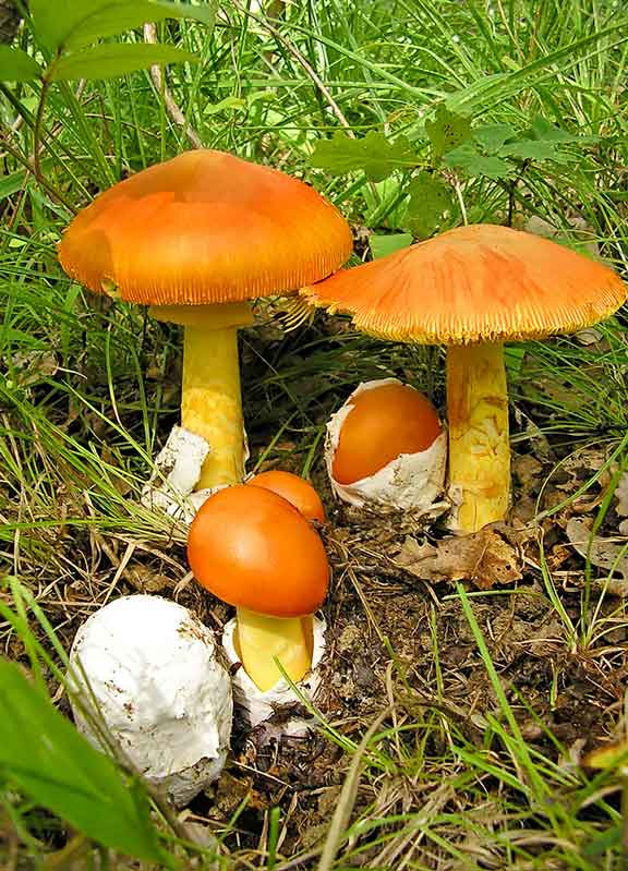 Il piacere dei funghi in mostra all’Arancera: il knowhow per gustarli a tavola