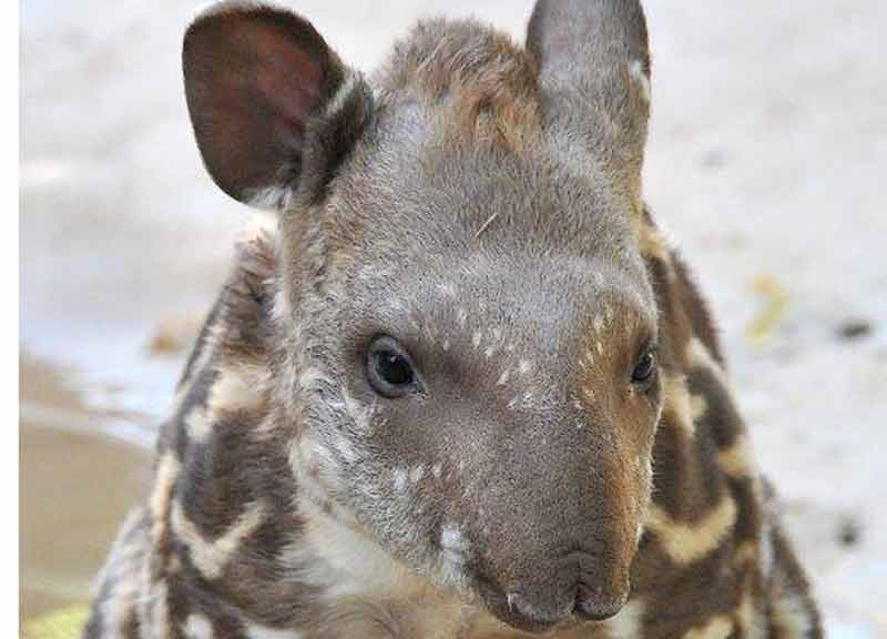 Striscia la notizia diventa mamma: al Bioparco è nato il tapiro Staffello