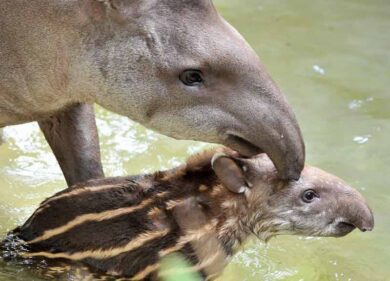 Striscia la notizia diventa mamma: al Bioparco è nato il tapiro Staffello