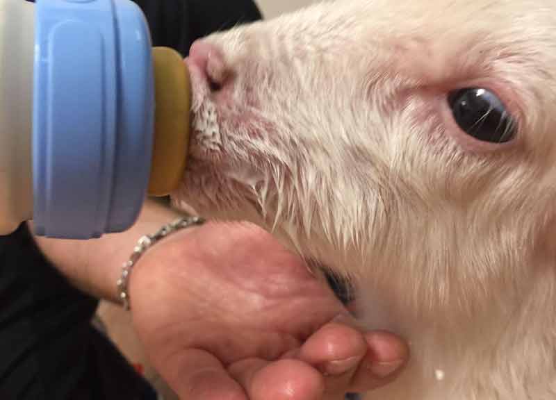 Agnellino appena nato salvato dal freddo: Sandro attende un’adozione del cuore Agnellino appena nato salvato dal freddo: Sandro attende un’adozione del cuore