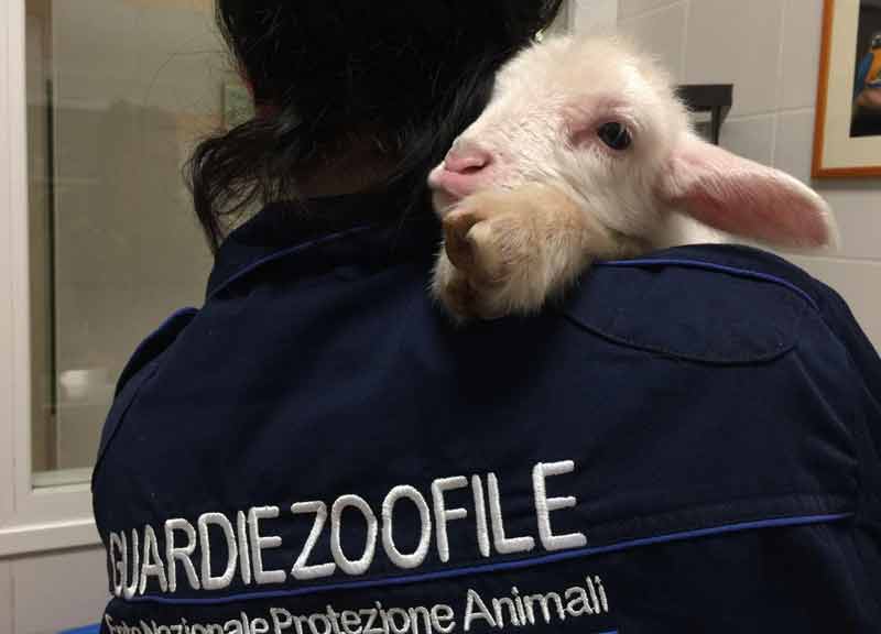 Agnellino appena nato salvato dal freddo: Sandro attende un’adozione del cuore Agnellino appena nato salvato dal freddo: Sandro attende un’adozione del cuore