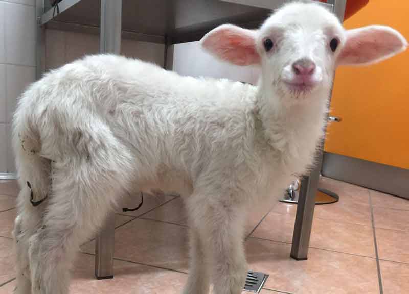 Agnellino appena nato salvato dal freddo: Sandro attende un’adozione del cuore Agnellino appena nato salvato dal freddo: Sandro attende un’adozione del cuore