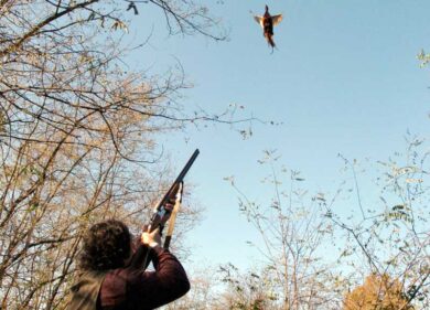 Caccia agli uccelli vietata con il “richiamo”. Multe a chi “inganna” il tordo