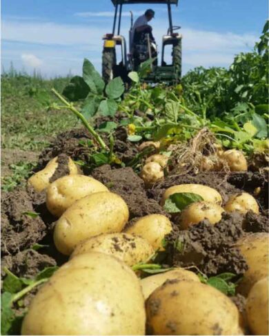 Assicurazioni agricole matrioska: come fregare Ue e concorrenza