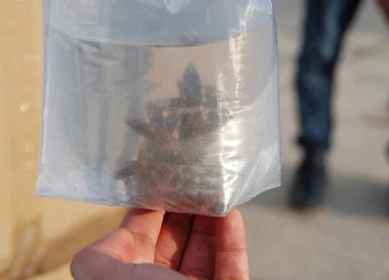 Fiumicino, pesca “miracolosa”: coralli e pesci tropicali diretti a San Marino Fiumicino, pesca “miracolosa”: coralli e pesci tropicali diretti a San Marino