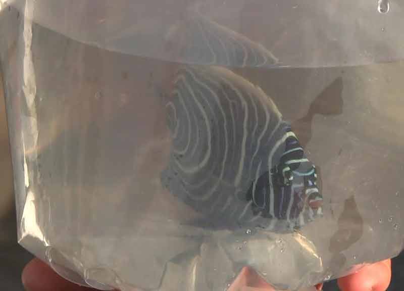 Fiumicino, pesca “miracolosa”: coralli e pesci tropicali diretti a San Marino Fiumicino, pesca “miracolosa”: coralli e pesci tropicali diretti a San Marino