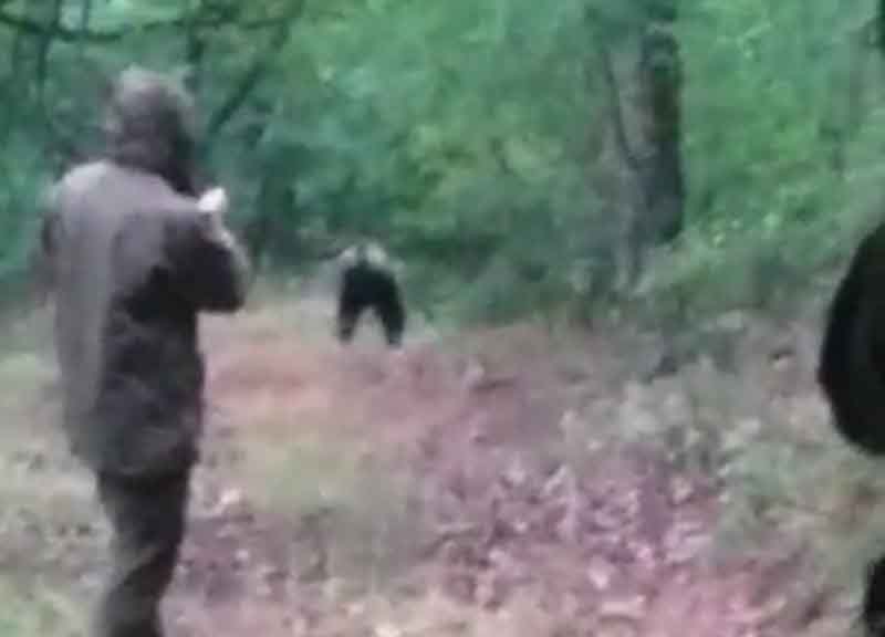 Allarme orso bruno in Abruzzo: il gigante a passeggio tra le case. VIDEO