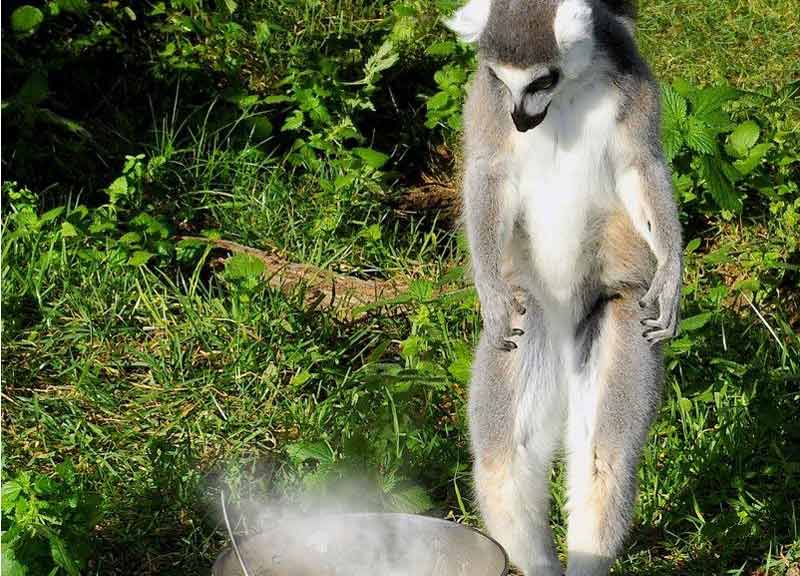 Animali al gelo: al Bioparco colazione rinforzata, riso caldo e riscaldamento Animali al gelo: al Bioparco colazione rinforzata, riso caldo e riscaldamento