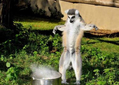 Animali al gelo: al Bioparco colazione rinforzata, riso caldo e riscaldamento