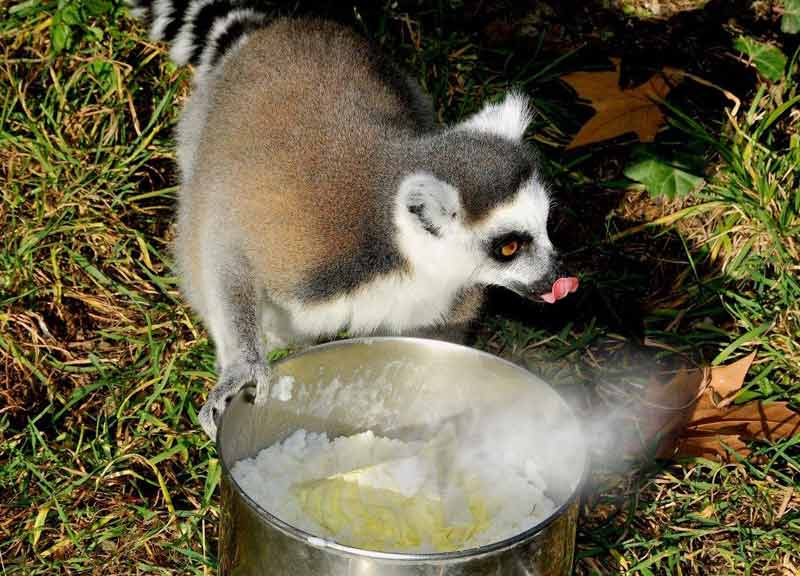 Animali al gelo: al Bioparco colazione rinforzata, riso caldo e riscaldamento Animali al gelo: al Bioparco colazione rinforzata, riso caldo e riscaldamento