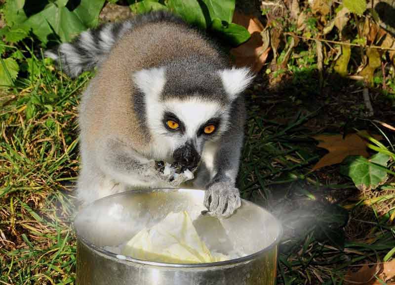Animali al gelo: al Bioparco colazione rinforzata, riso caldo e riscaldamento Animali al gelo: al Bioparco colazione rinforzata, riso caldo e riscaldamento