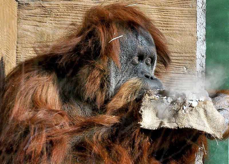 Animali al gelo: al Bioparco colazione rinforzata, riso caldo e riscaldamento Animali al gelo: al Bioparco colazione rinforzata, riso caldo e riscaldamento