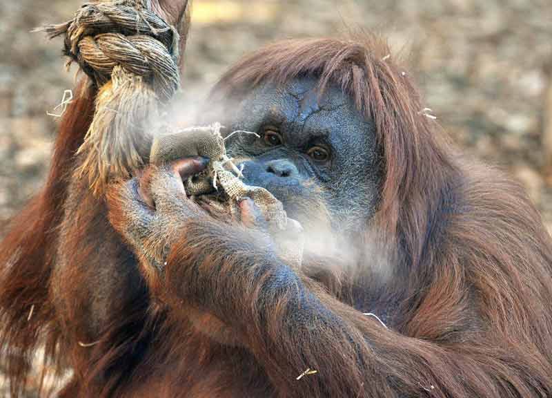 Animali al gelo: al Bioparco colazione rinforzata, riso caldo e riscaldamento Animali al gelo: al Bioparco colazione rinforzata, riso caldo e riscaldamento