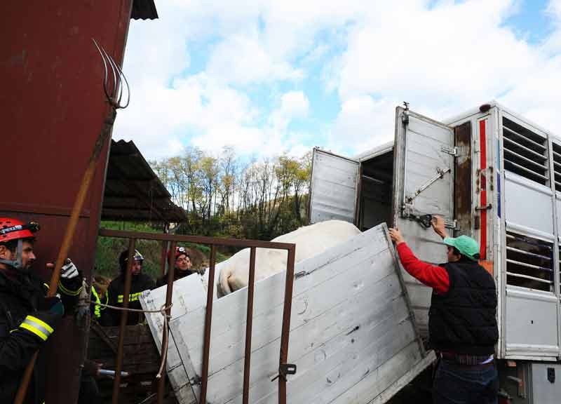 Terremoto, stalle crollate sotto la neve. Coldiretti: “Siamo allo stremo” Terremoto, stalle crollate sotto la neve. Coldiretti: “Siamo allo stremo”