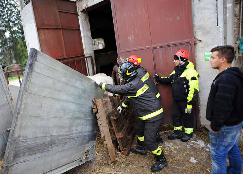 Terremoto, stalle crollate sotto la neve. Coldiretti: “Siamo allo stremo” Terremoto, stalle crollate sotto la neve. Coldiretti: “Siamo allo stremo”