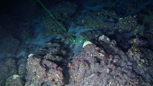 Greenpeace, barriera corallina amazzonica minacciata da compagnie petrolifere Greenpeace, barriera corallina amazzonica minacciata da compagnie petrolifere