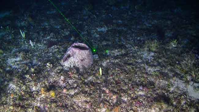 Greenpeace, barriera corallina amazzonica minacciata da compagnie petrolifere Greenpeace, barriera corallina amazzonica minacciata da compagnie petrolifere