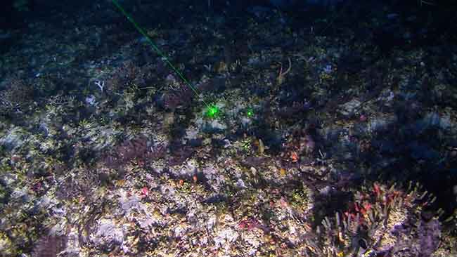 Greenpeace, barriera corallina amazzonica minacciata da compagnie petrolifere Greenpeace, barriera corallina amazzonica minacciata da compagnie petrolifere