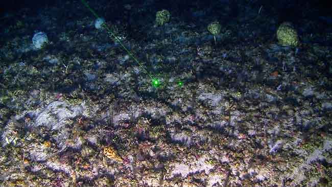 Greenpeace, barriera corallina amazzonica minacciata da compagnie petrolifere Greenpeace, barriera corallina amazzonica minacciata da compagnie petrolifere