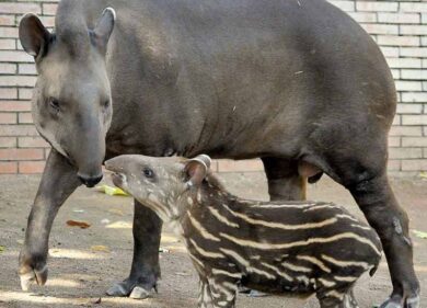 Carnevale al Bioparco: entrata free per i bimbi mascherati fino a 10 anni