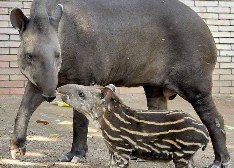 Carnevale al Bioparco: entrata free per i bimbi mascherati fino a 10 anni Carnevale al Bioparco: entrata free per i bimbi mascherati fino a 10 anni