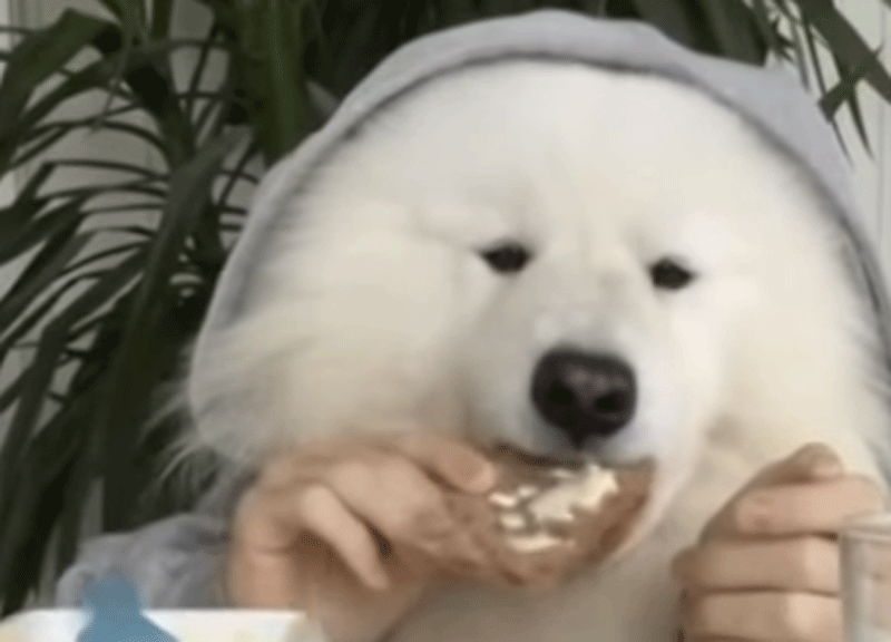 Il cane fa colazione vestito e seduto a tavola con latte e fette biscottate Il cane fa colazione vestito e seduto a tavola con latte e fette biscottate
