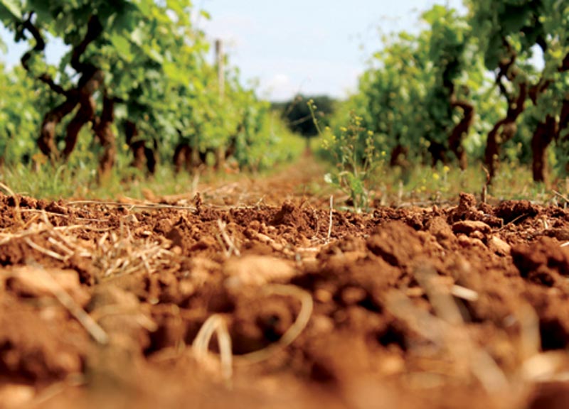 Cantine San Marzano, l’eccellenza pugliese a ‘The Wine Hunter’ e Vinitaly 2017