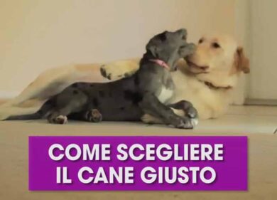 Come scegliere il cane giusto