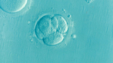 Primo embrione artificiale di topo. Staminali, ora l’uomo sintetico