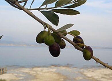 Olio, In Abruzzo la migliore Dop, in Campania il migliore Bio
