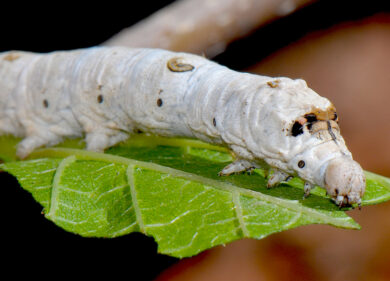Pesce d’aprile al Bioparco per scoprire gli “scherzi della natura”