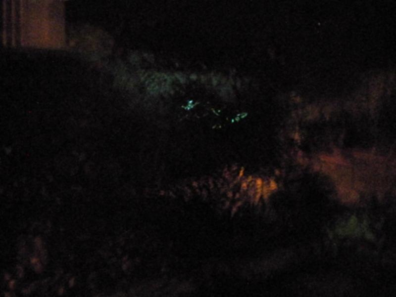 “Gli alieni sono sulla Terra”. Comunicazione ufficiale dell’Fbi. Foto