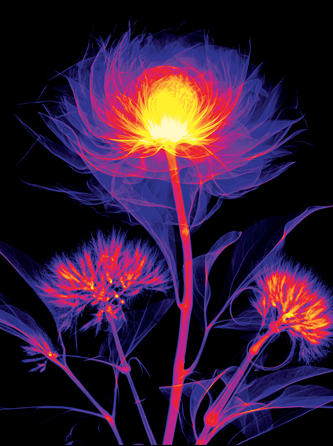 Per i 90 anni di Bracco, apre la mostra “The Beauty of Imaging” Per i 90 anni di Bracco, apre la mostra “The Beauty of Imaging”