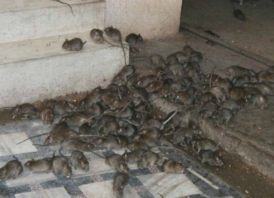 M5s, Raggi, l’invasione degli ultratopi: Matilde Bernabei morsa al ristorante