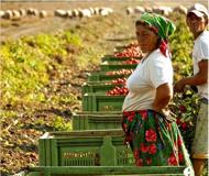 Di Gioia: focus sull’Agricoltura pugliese, Coildiretti lo pungola