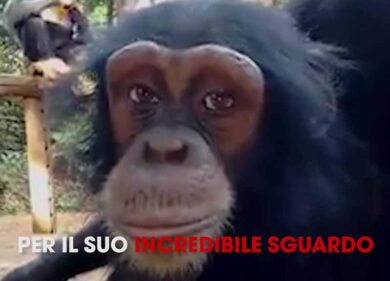 La scimmia dagli occhi umani
