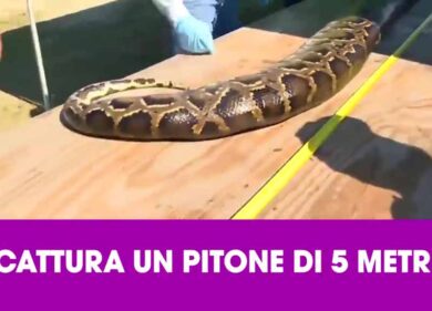 Un uomo cattura un pitone lungo 5 metri