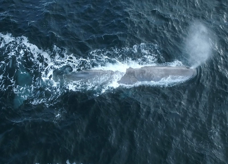 Balena di plastica: su SkyTg24 la storia della balena uccisa dalla plastica