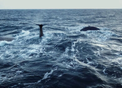 Balena di plastica: su SkyTg24 la storia della balena uccisa dalla plastica