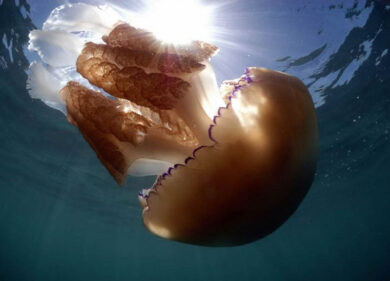 Estate tropicale, il rischio medusa è dietro l’onda. I consigli dell’esperto