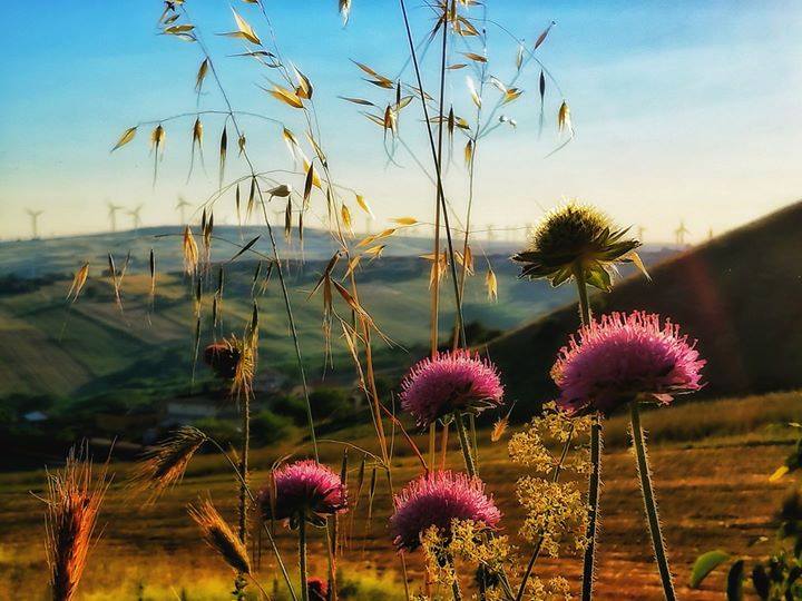 Cedi la strada agli alberi, le poesie d’amore e di terra di Franco Arminio Cedi la strada agli alberi, le poesie d’amore e di terra di Franco Arminio