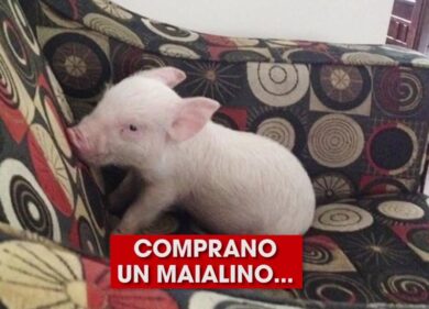 Pensavano di aver comprato un maiale nano, ma non è andata così