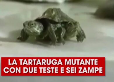 La tartaruga mutante con due teste e sei zampe