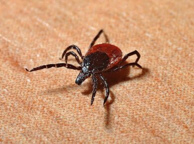 Malattia di Lyme, puntura di zecca letale. MALATTIA DI LYME, CURA ANTI-ZECCA