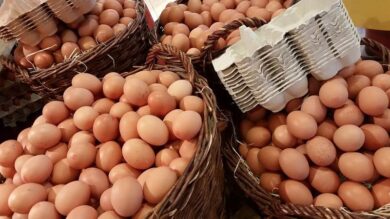Uova al fipronil: i rischi per salute e i sintomi